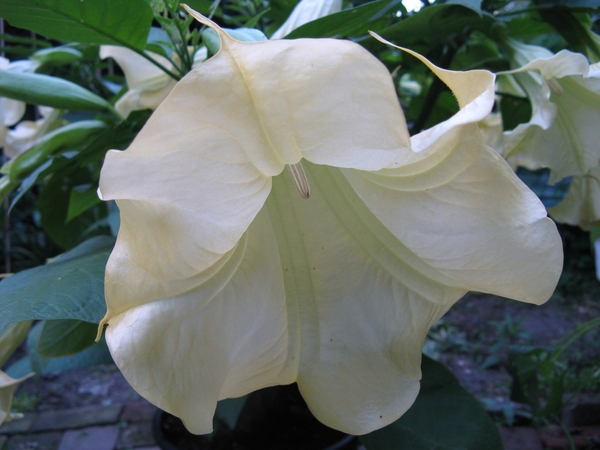 kelk van een brugmansia