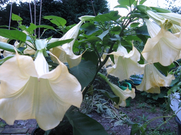brugmansia met meer dan 40 bloemen en knoppen