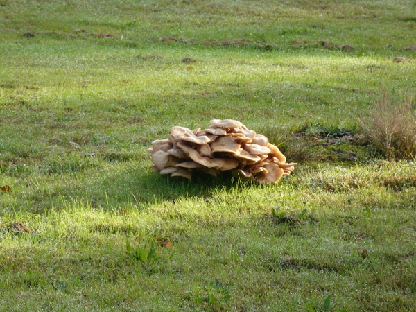 PADDESTOELEN