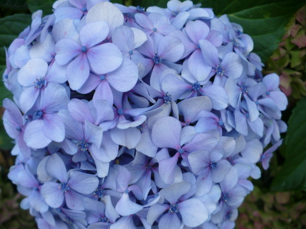HORTENSIA