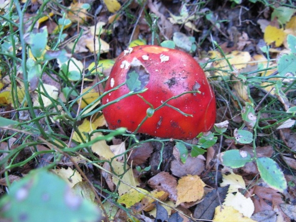 rood met witte stippen