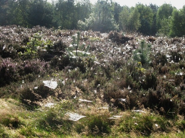 herfst 2009 in Rozendaal op de hei