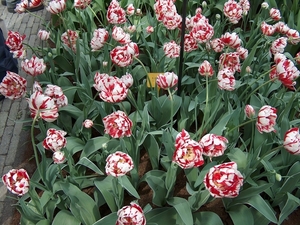 HPIM1967