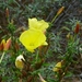 resized_de panne 2009 225