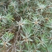 resized_de panne 2009 282
