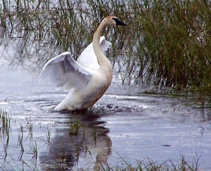 Trumpeter Swan