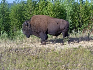 Bison