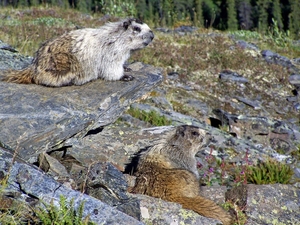 Grijze marmot