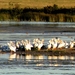 Wadena Witte Pelikanen