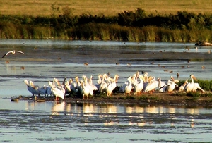 Wadena Witte Pelikanen