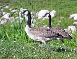 Canada Goos