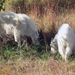 White Mountain Goat