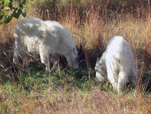 White Mountain Goat