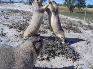 Prairiehond Badlands NP