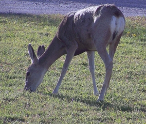 Deer