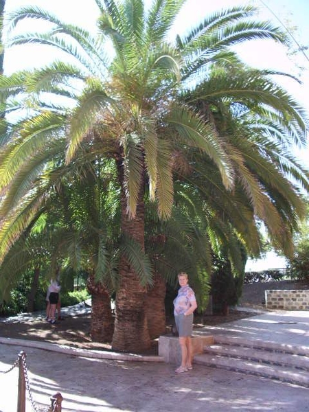 onder de palmboom