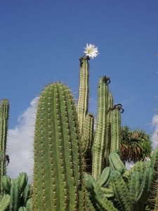 zelfs met een bloem