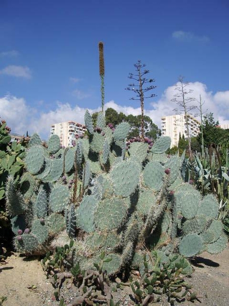 bladcactus