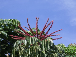 bloem in botanische tuin