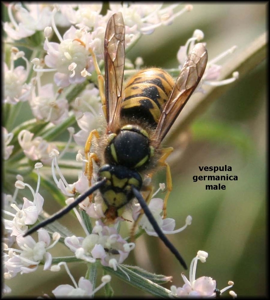 vespula germanica limonadewespen