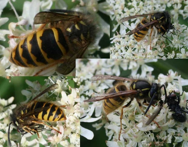 vespula vulgaris limonadewespen