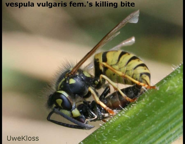 vespula vulgaris limonadewespen