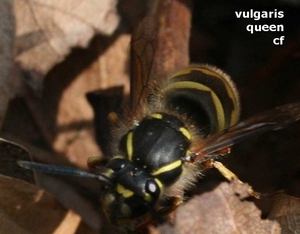 vulgaris queen