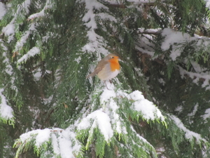Met heel veel geduld dit roodborstje 'gevangen'