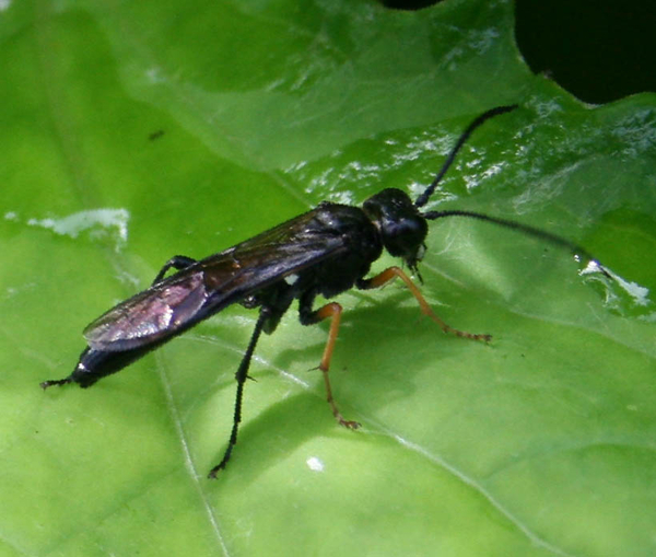 zwarte wesp tenthredo bladwespen
