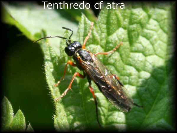 Tenthredo cf atra