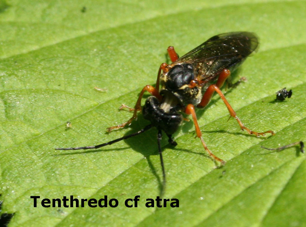 tenthredo atra