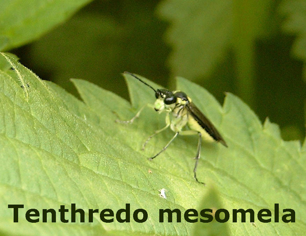 Tenthredo mesomela