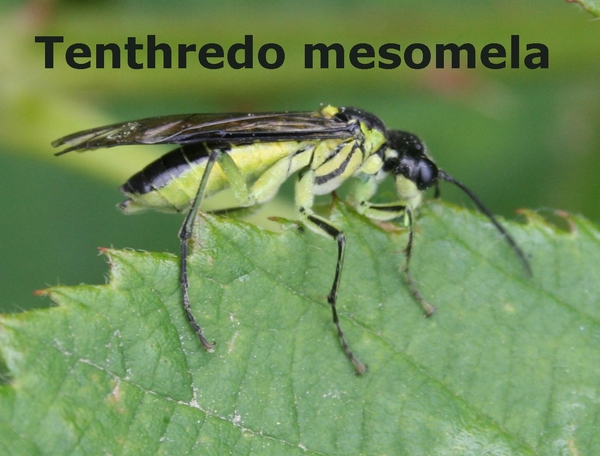 Tenthredo mesomela