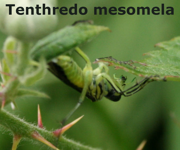 Tenthredo mesomela