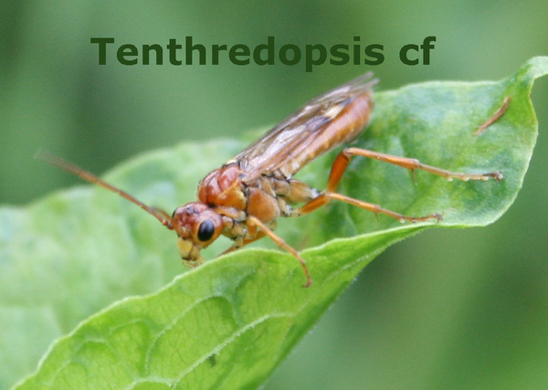 Tenthredopsis cf