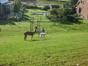 alpacca's2012