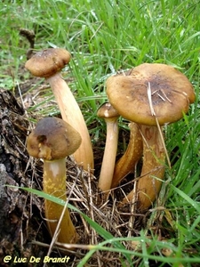 2009_10_11 Florennes 12