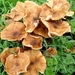 2009_10_11 Florennes 21