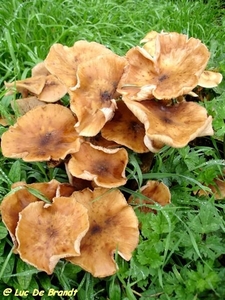 2009_10_11 Florennes 21