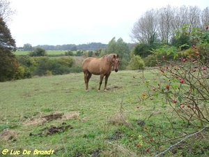 2009_10_11 Florennes 33