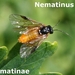 nematinus spec