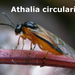 athalia circularis
