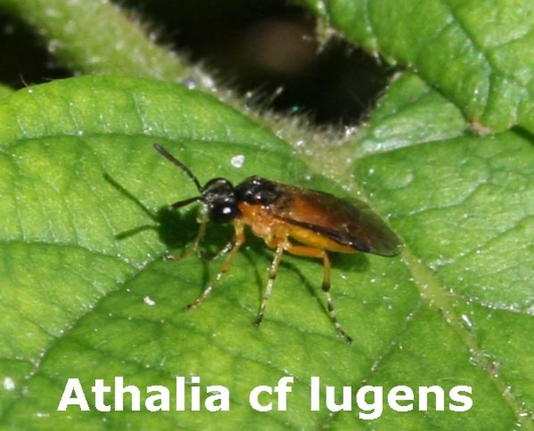 athalia cf lugens