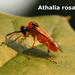 Athalia rosae