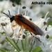 Athalia rosae 23.8bp