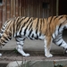 IMG_1501