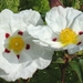 Cistus