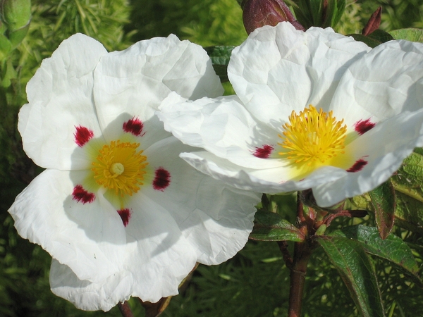 Cistus