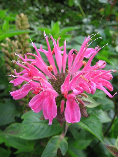 Monarda Marshall\'s Delight