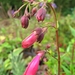 Penstemon